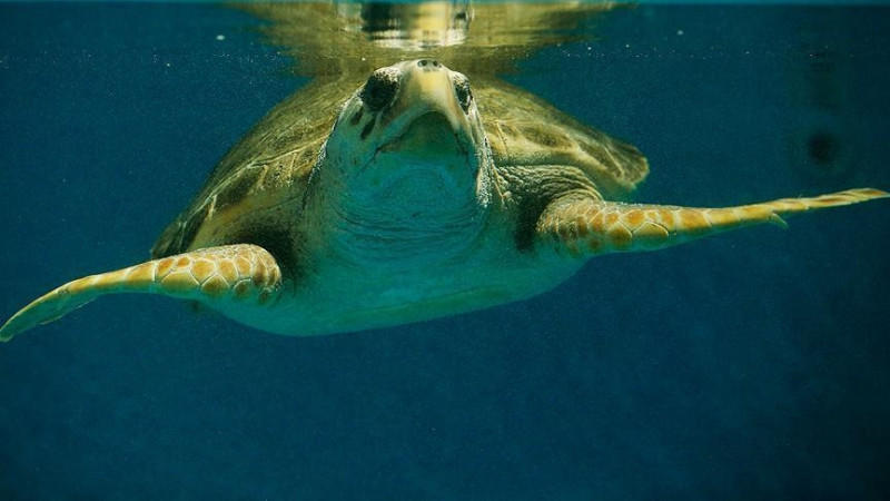 Association Azurgrand : Sauvetage d'une tortue de mer dans le Golf du Monastir