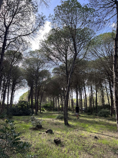 La Nature se réinvente, la forêt de Dar Chichou donne l'exemple
